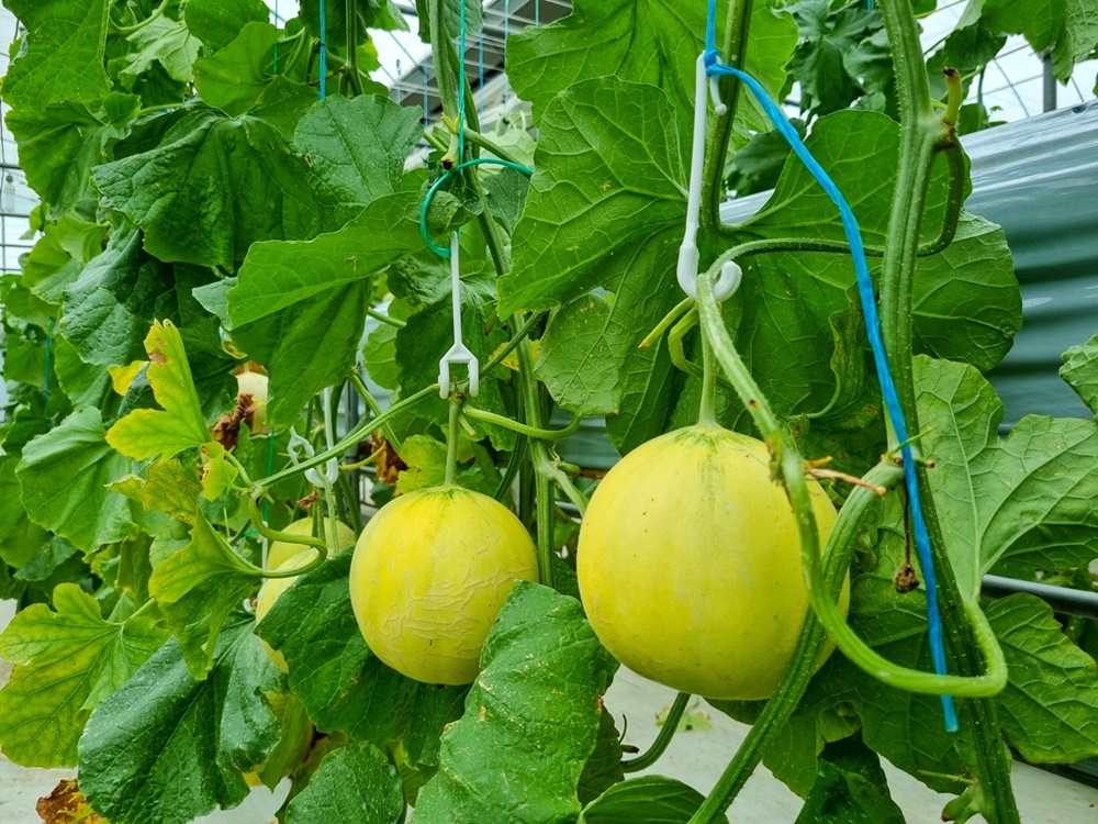 양주시농업기술센터, 애플 멜론 본격 수확