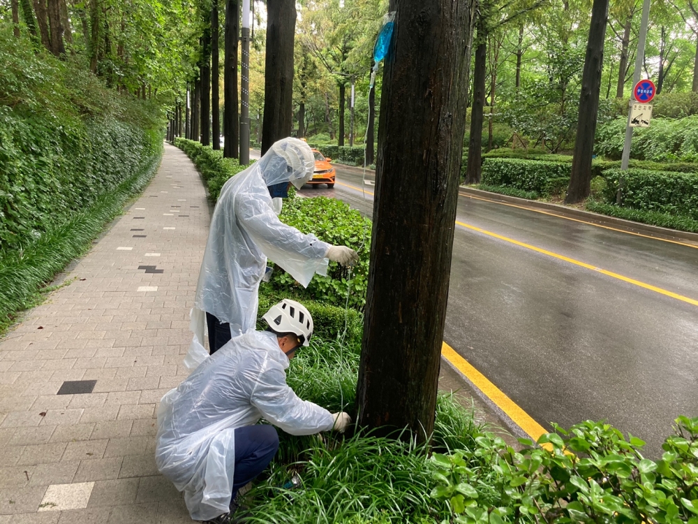 서울 강남구, 메타세쿼이아 나무 황화현상 대응