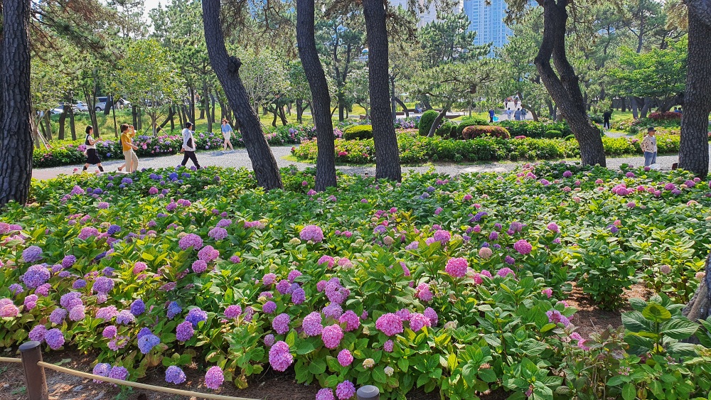 해운대구, 걷기 문화 확산 적극 나선다