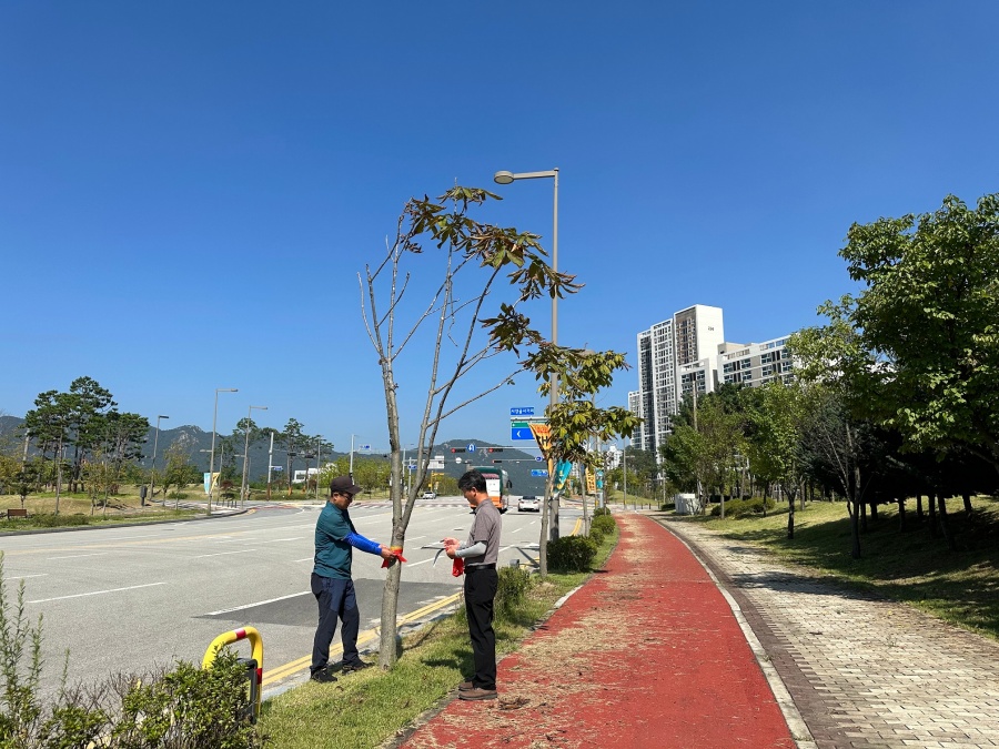 충남도, 내포신도시 내 '생육 불량 수목' 전면 교체