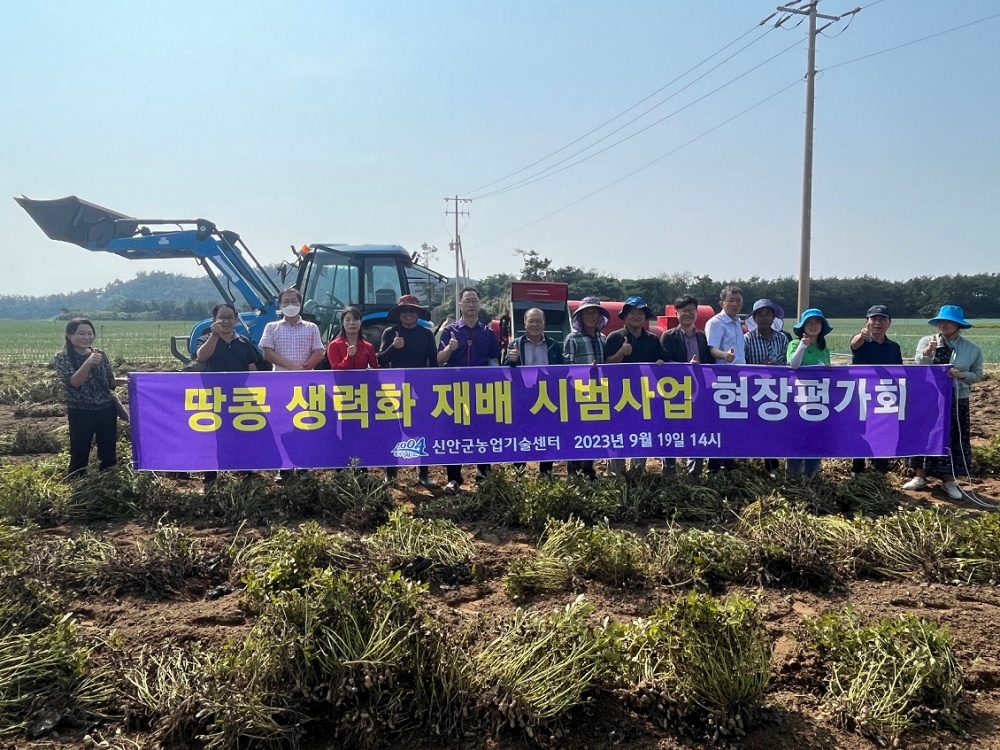 신안땅콩 기계화 수확 시작