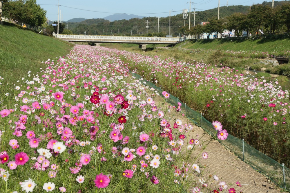 임실군, 주요 도로변 '국화 18,800여 본' 식재