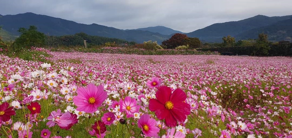 순천 낙안읍성, 코스모스 단지 조성