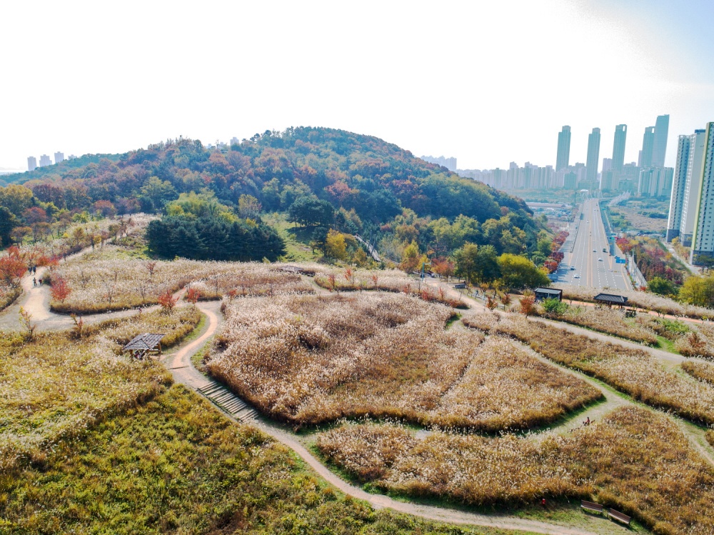 [기획] 연수구, 봉재산 억새꽃 축제 연다