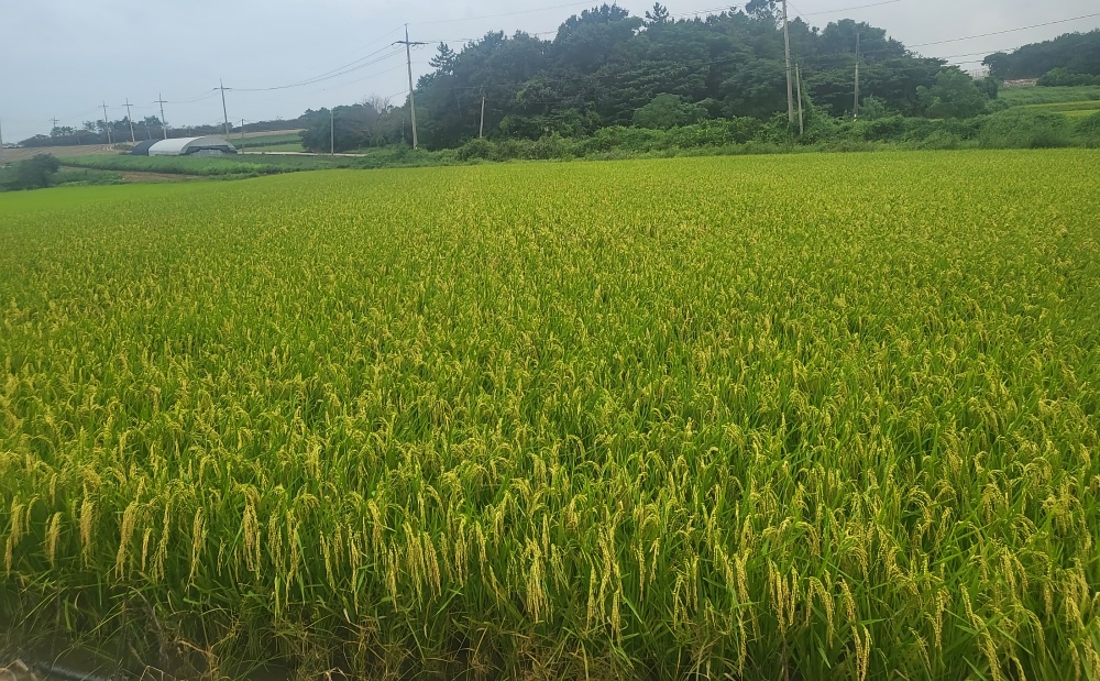 전남도, 가루쌀 생산단지 전국 최다로 사업비 확보