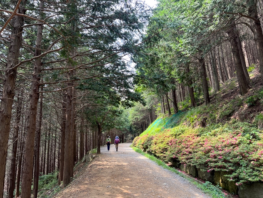 부산 남구, ‘황령산 편백숲’ 대한민국 100대 명품숲 선정!