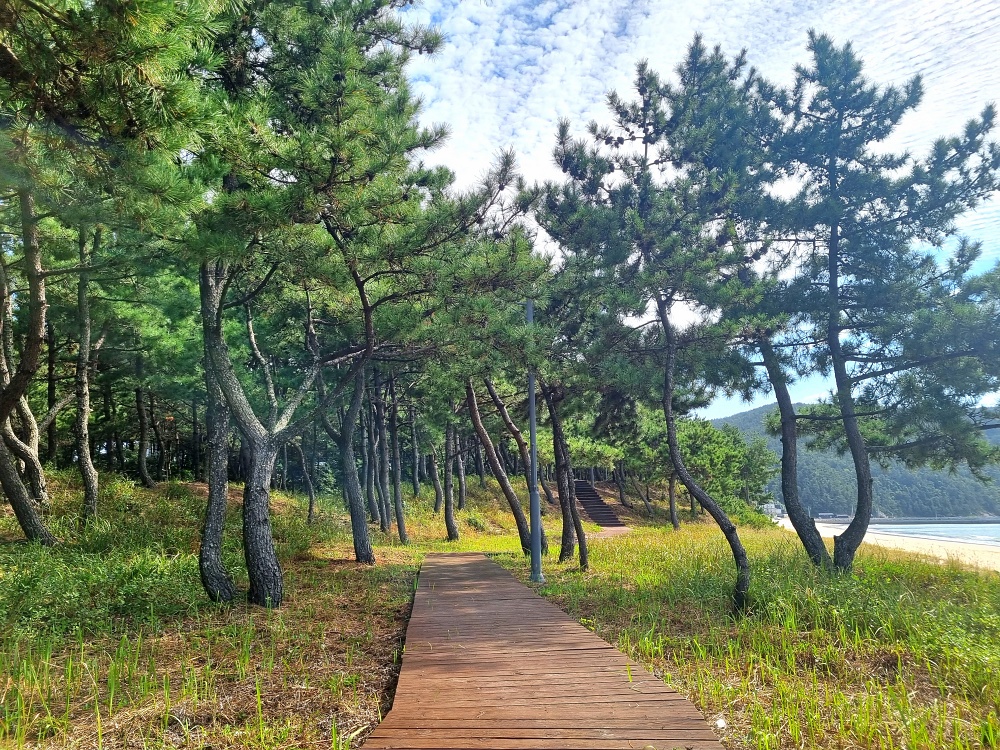 완도군, 해안가 곰솔림 종합 방제 사업 선정