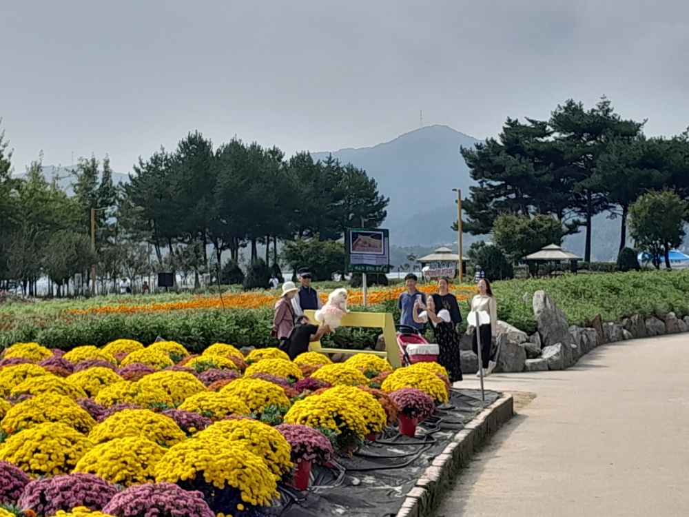 가평군, 성황 속 자라섬 꽃 축제기간 연장