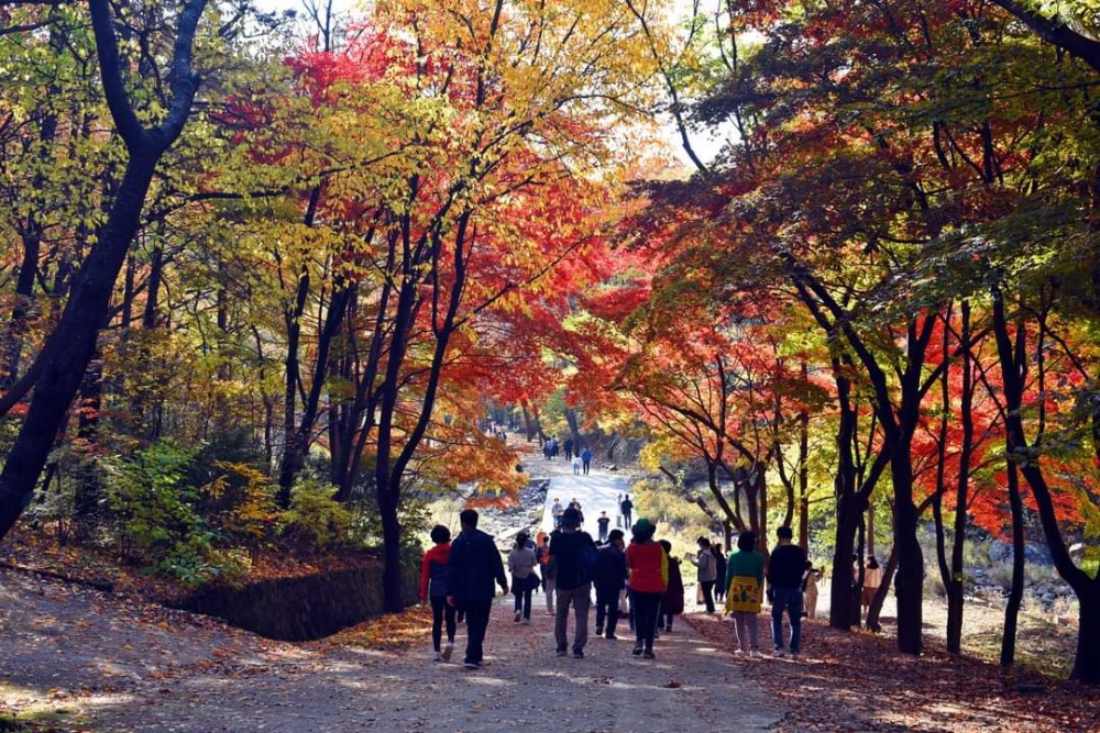 가을 정취 가득, 안양시 관악수목원에 관광객 8만명 발자취