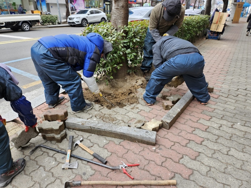 울산 남구, 관내 가로환경 개선 위한 가로수 잔뿌리 제거 작업 추진