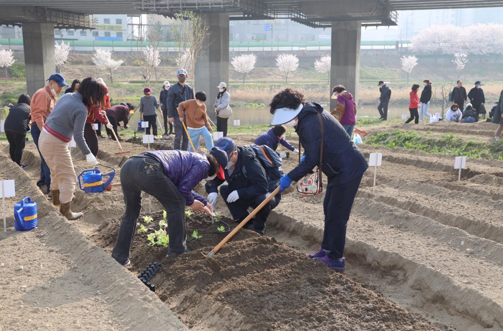 금천구, 도시 텃밭 연 3만 원에 434구획 분양