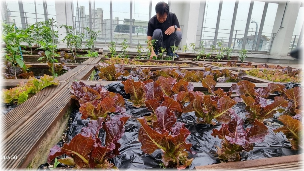 대구 중구, 도시농업 체험 및 친환경 도시조성