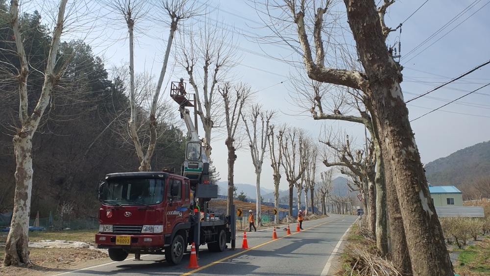 대전 동구, 도심 환경조성을 위한 '가로수 가지치기' 시행