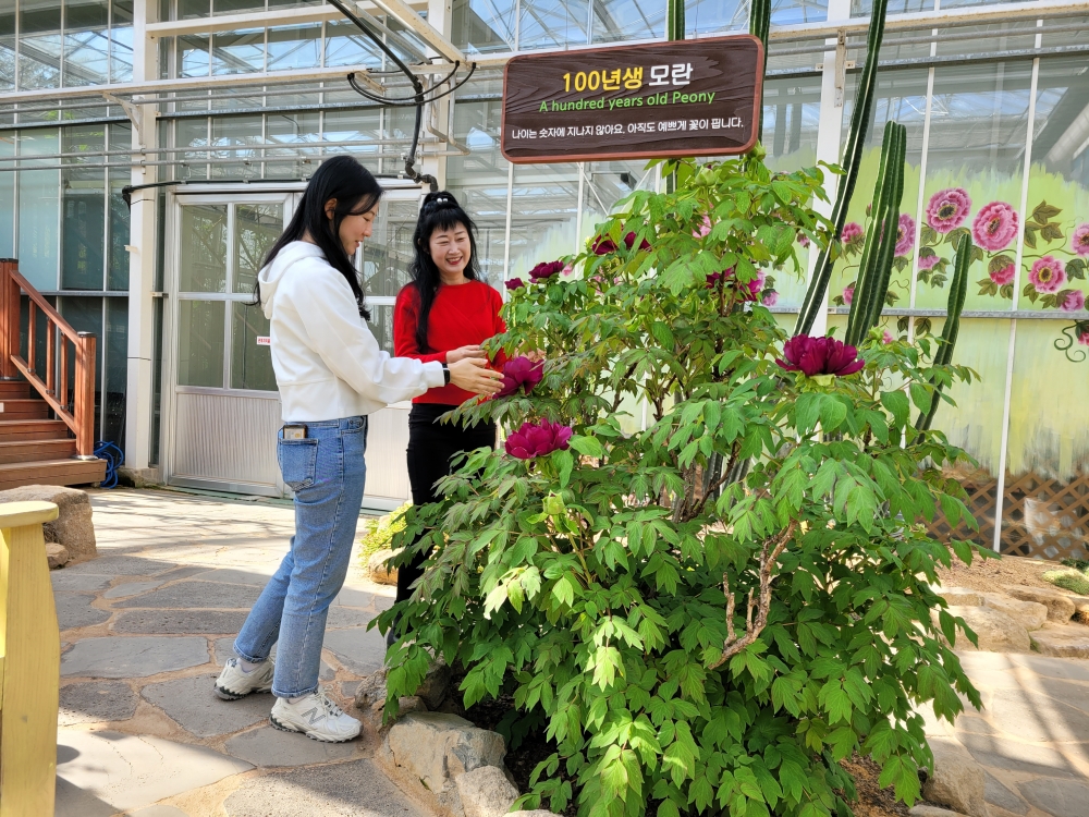 강진 100년생 모란, 꽃이 피었다