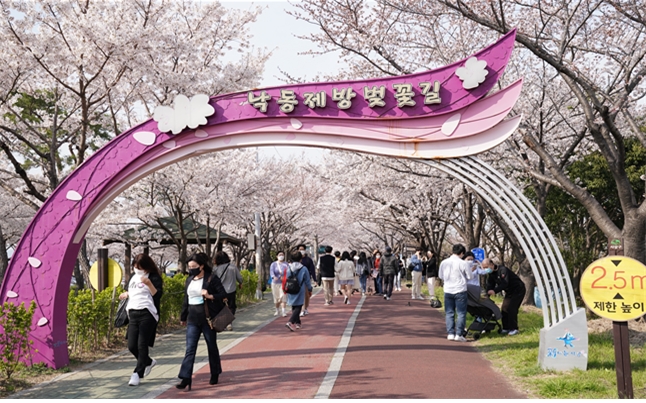 '2024년 낙동강정원 벚꽃축제' 3월 29일 화려한 개막