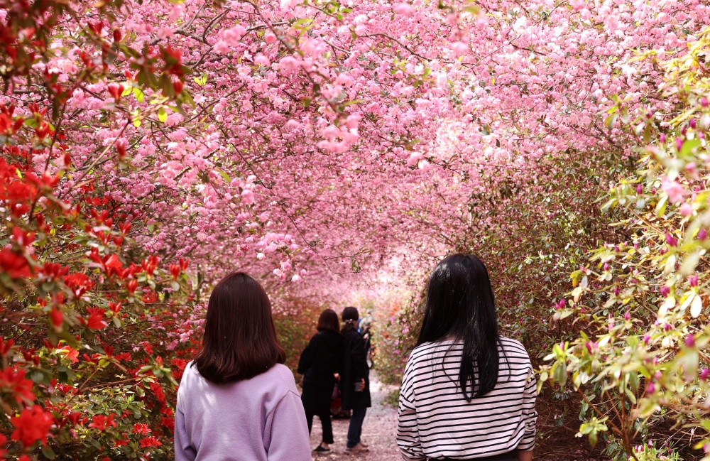 봄, 200만그루 서부해당화 활짝 핀 강진으로 오세요~