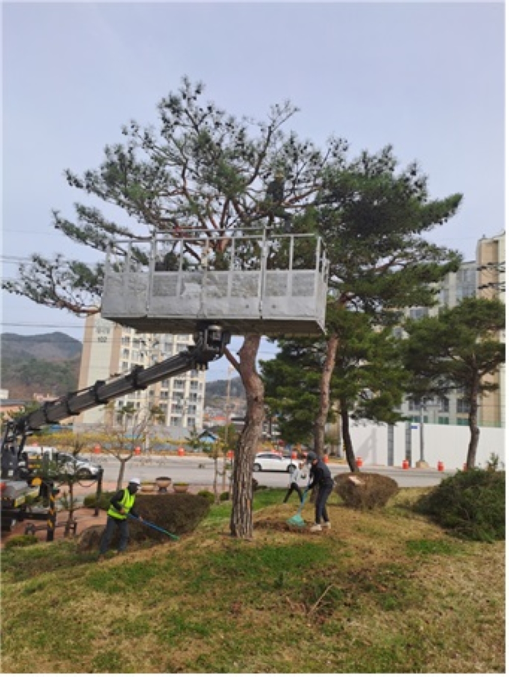 임실군, '생활체육공원' 소나무 가지치기 작업 실시