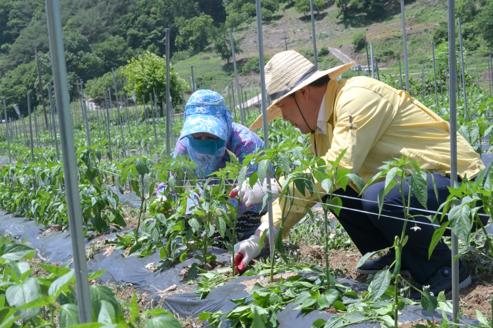 순창군, 친환경 '생문해성 멀칭비닐 사업' 추진