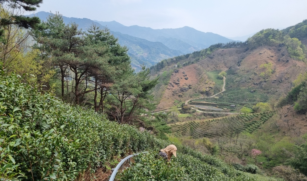 별천지 하동 야생햇차 수확 한창