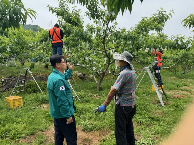 김천시, 계절근로사업으로 농촌 현장 인력난 해소에 큰 효과