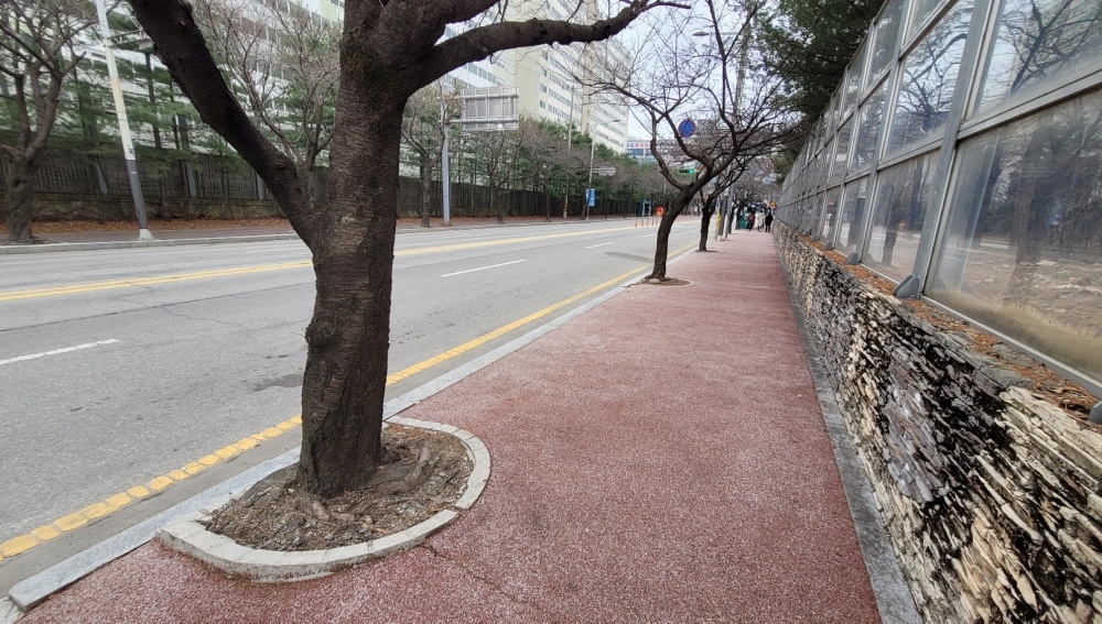 이천시, 융기 가로수 정비사업