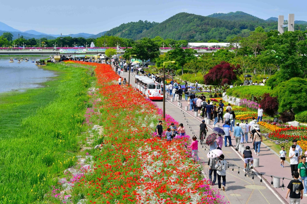 장성군 황룡강 길동무 꽃길축제 24일 개막