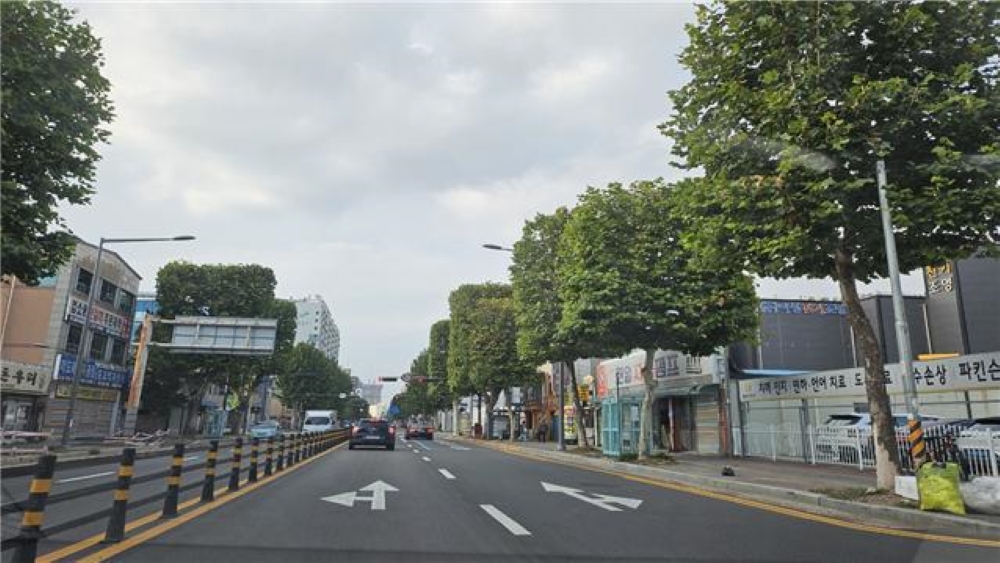 대전 중구, 원도심 일원 '가로수 조형전정 사업' 실시