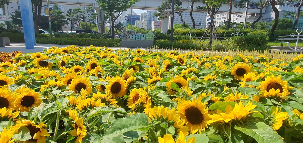 연제구, 거제역 도시바람길숲 꽃정원 조성