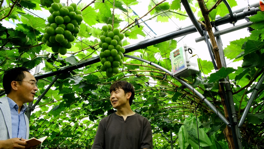 영동군, 2025년 개별농가 스마트팜 지원사업 수요조사 추진