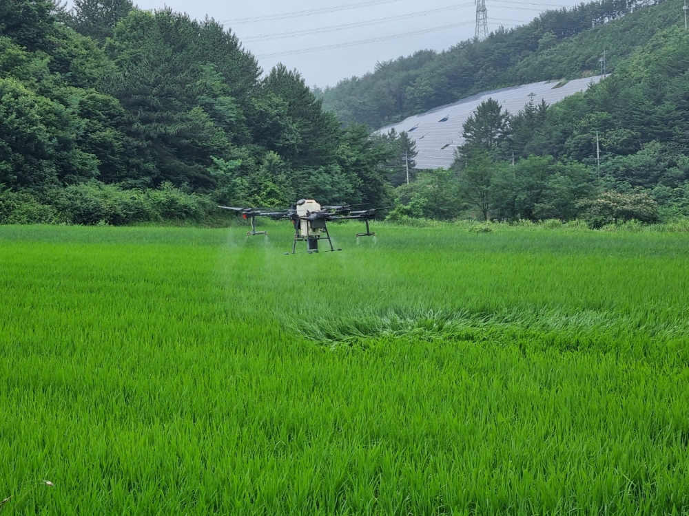 하동군, 무인헬기 활용해 '항공·공동방제' 본격 돌입