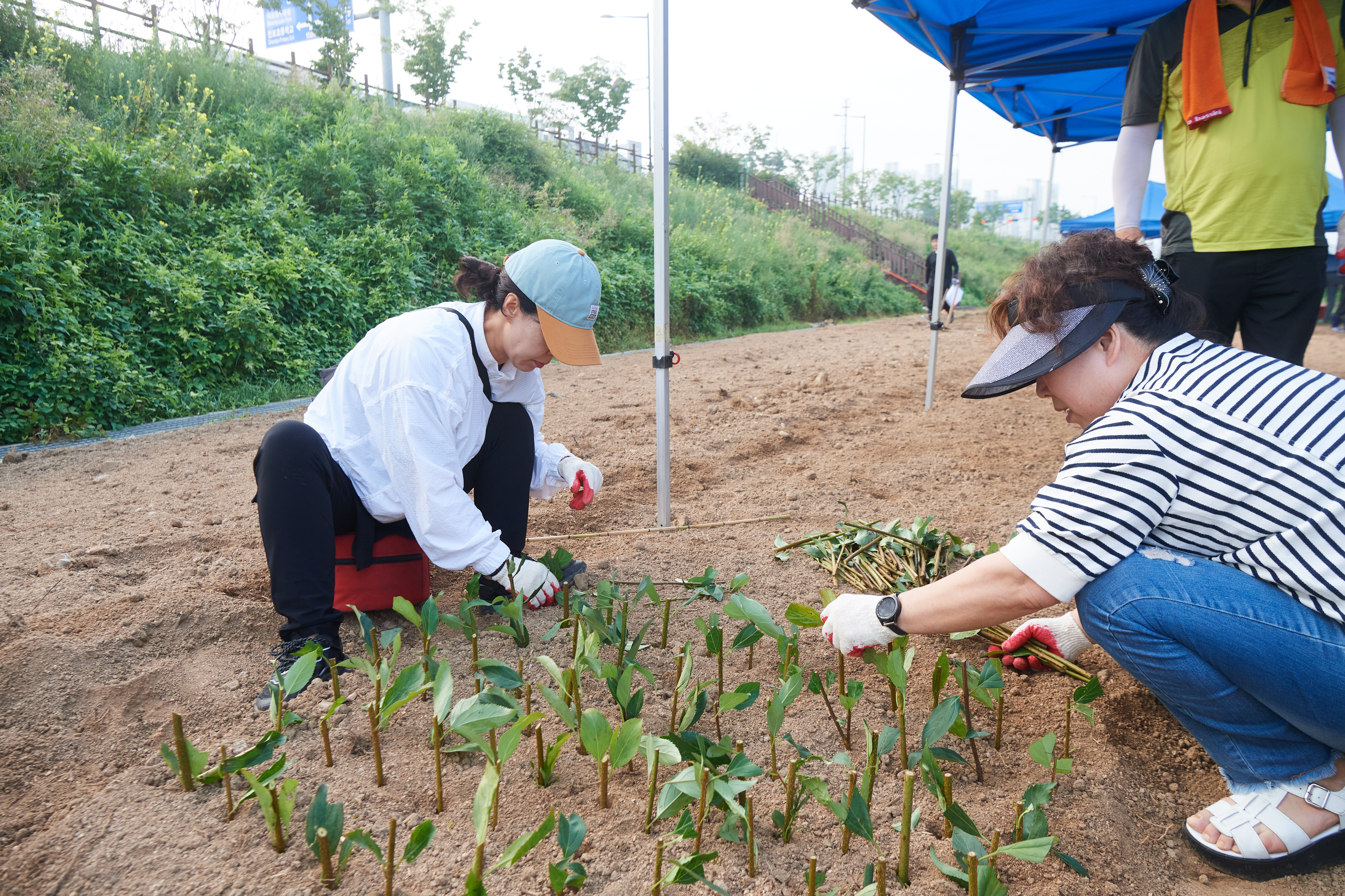 양주시 옥정1동, 내년 봄 개나리로 가득한 도시 만들기 노력