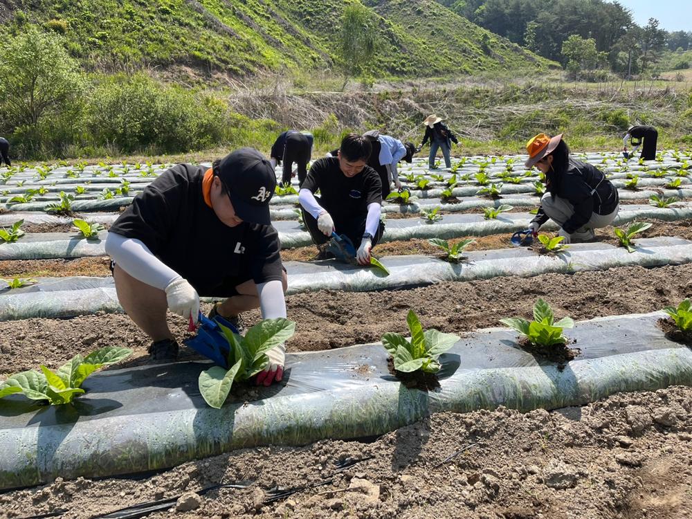 화천군청 모든 공직자, 가을철 농촌 일손돕기 참여
