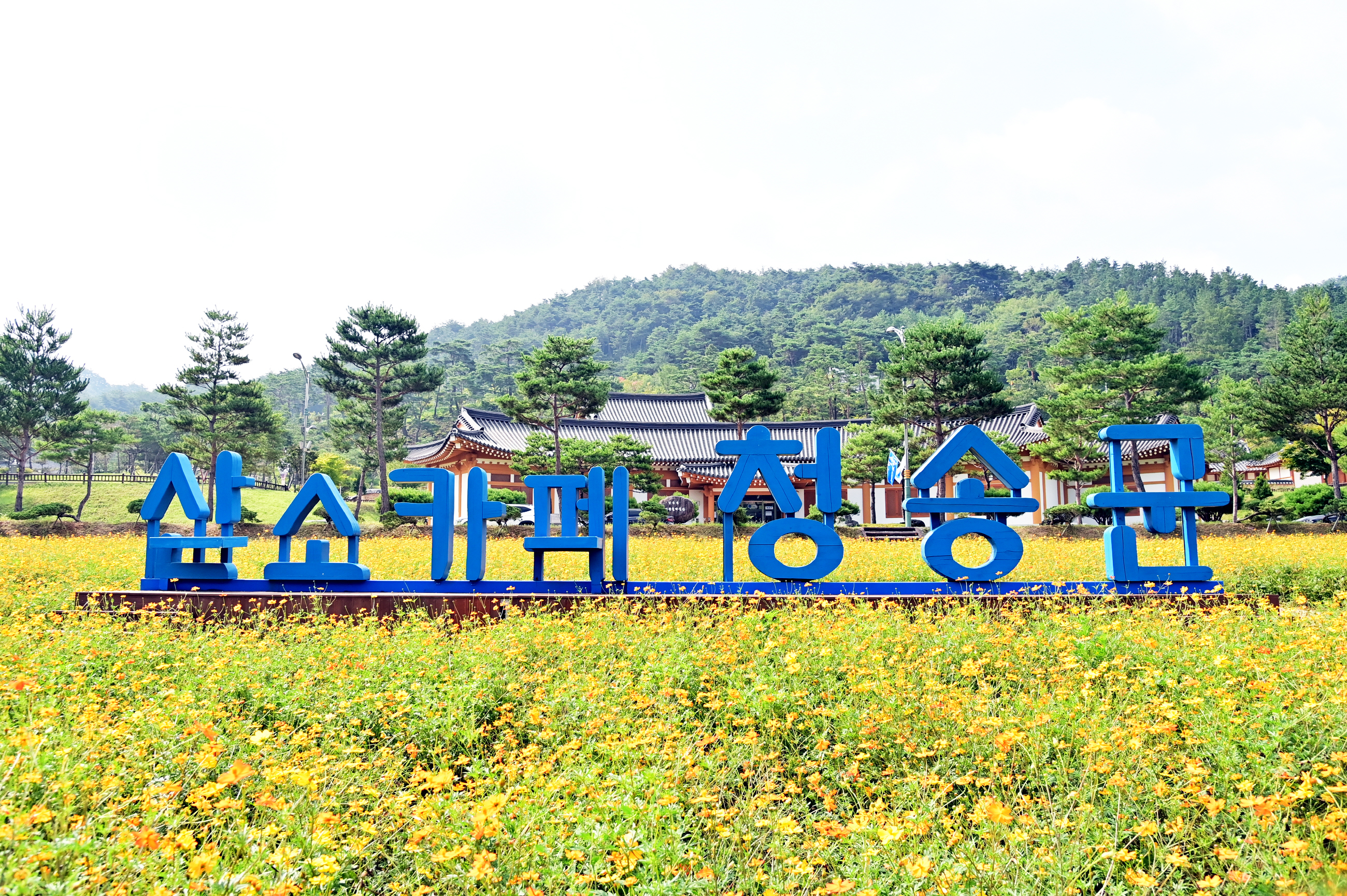 청송정원 꽃길 음악회 개최, 황화코스모스 구경하러 오세요