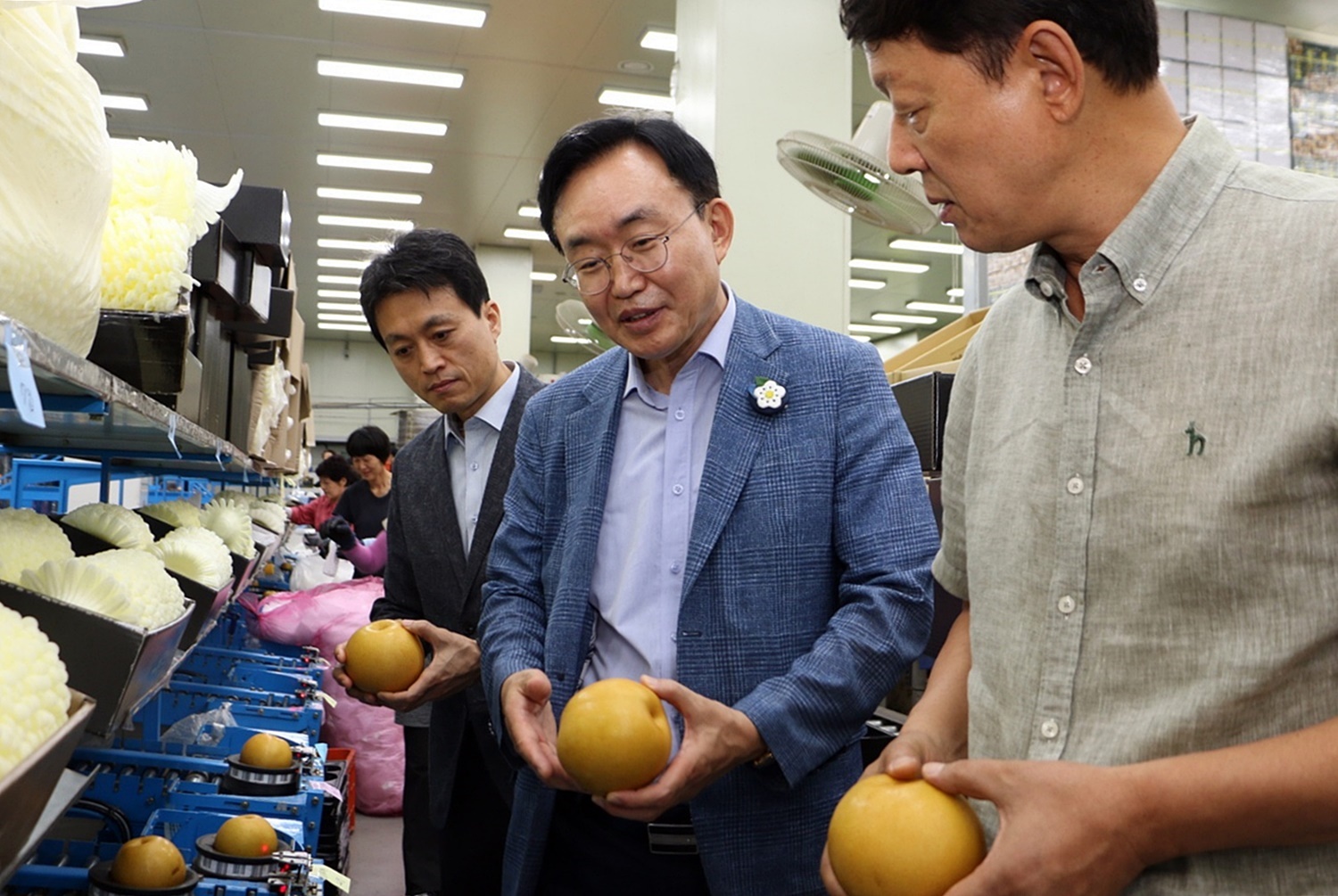 나주시, 추석 명절 최고의 선물 '나주배' 선별 한창