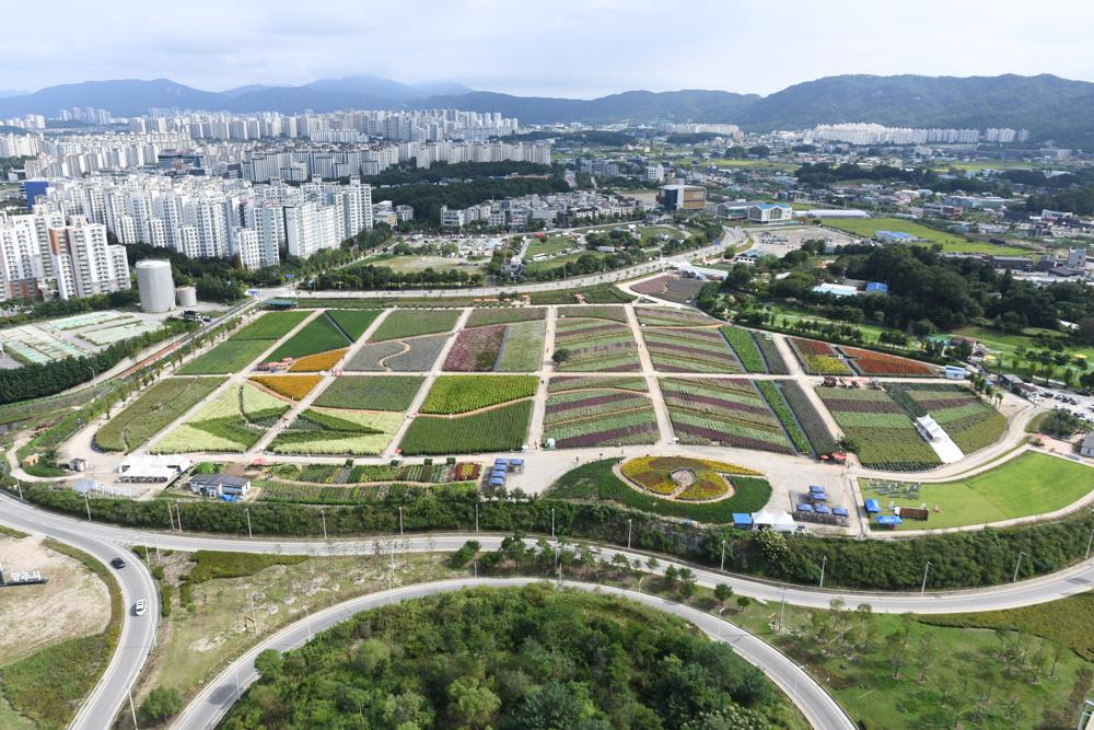 '양주 천만송이 천일홍 축제' 개막…나리농원에서 29일까지