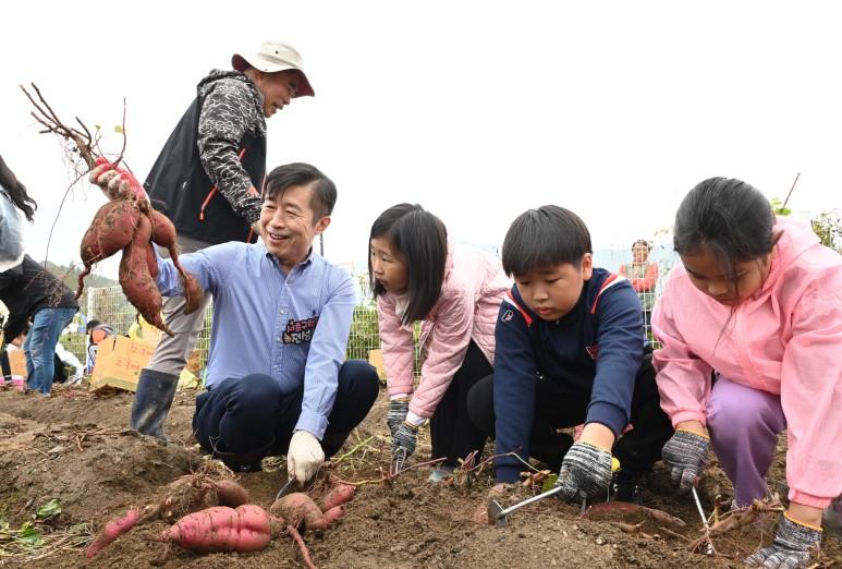 도심 속 행복 텃밭에서 고구마 수확해요!