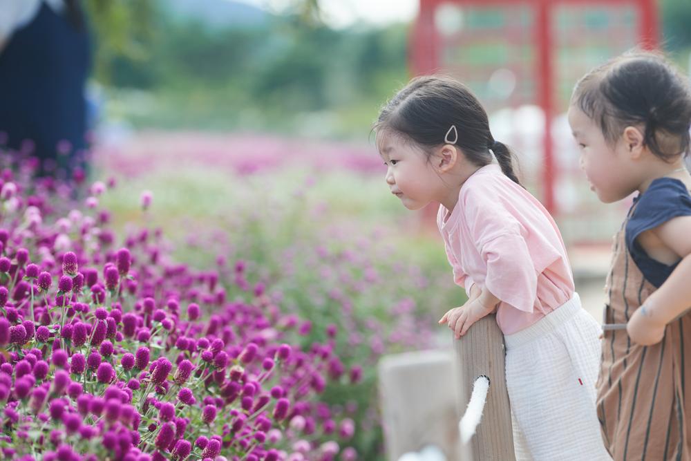 양주 나리농원 꽃밭, 19만명 방문하며 인기몰이