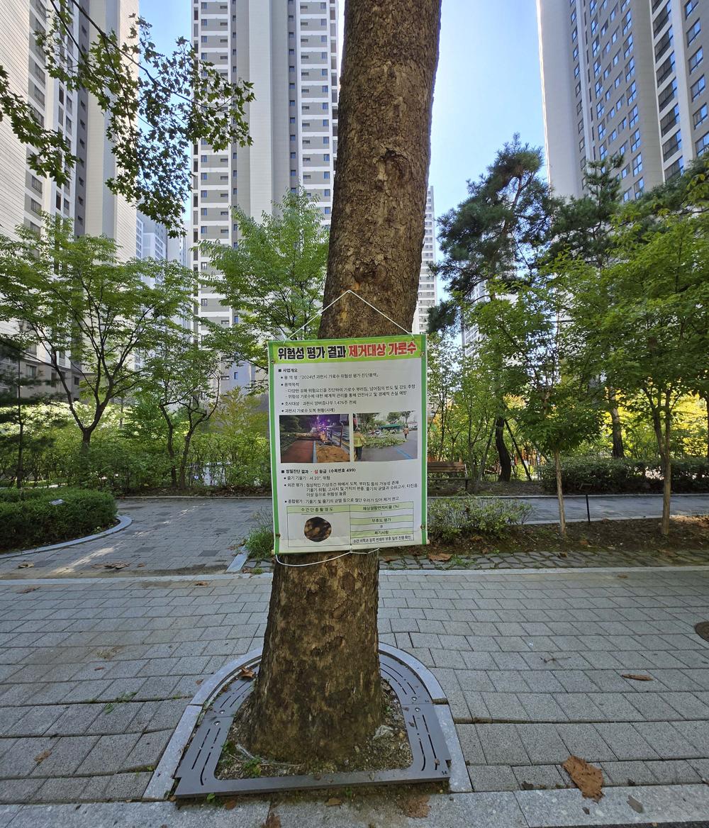 과천시, 가로수 넘어짐 사고 예방 조치 시행