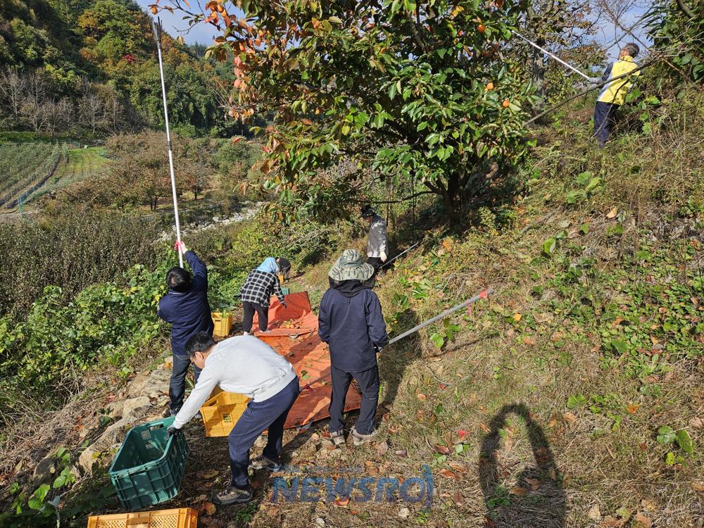 영동군 행정과·상촌면 직원, 가을철 농촌 일손돕기 펼쳐