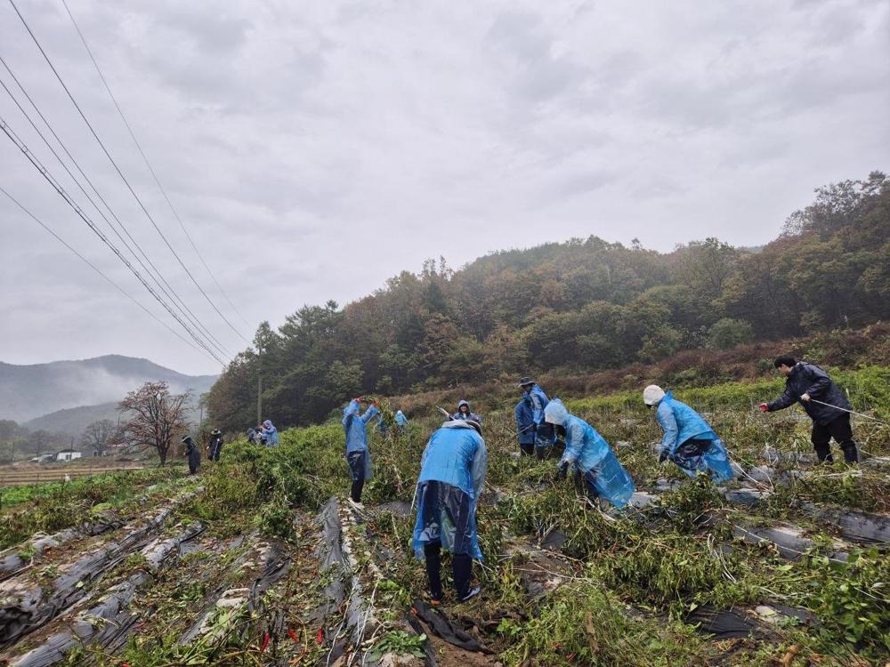 황간면, 농촌 일손 돕기에 팔 걷어붙여