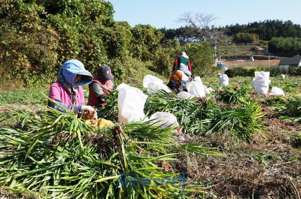 태안산 생강, '신이 내린 치료제'로 전국 인기