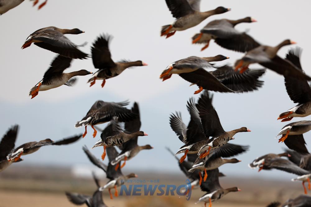 서산시, '직접 탐방노선 결정' 특별한 탐조투어 개최