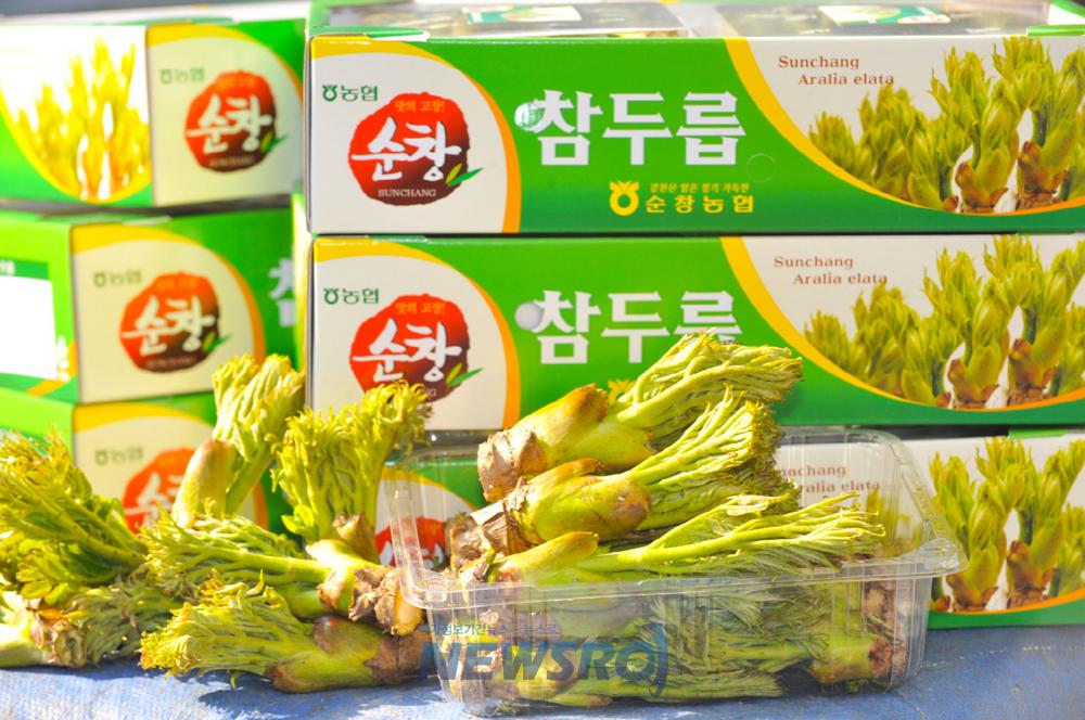 순창 두릅농가, '든든한 울타리' 생겼다...농작물재해보험 도입