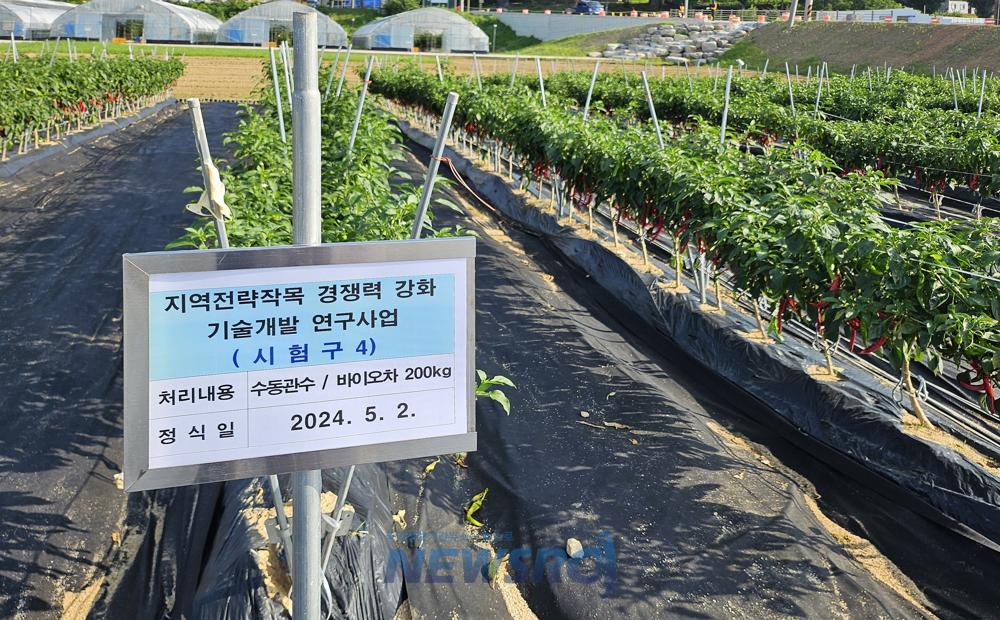 임실군, 지역전략작목(고추) 경쟁력 강화 총력