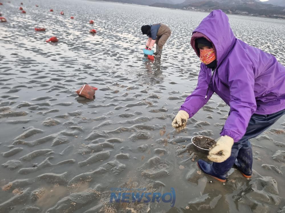 전북, 바지락 종자 500만 마리 무상 방류로 연안 수산자원 증강 박차