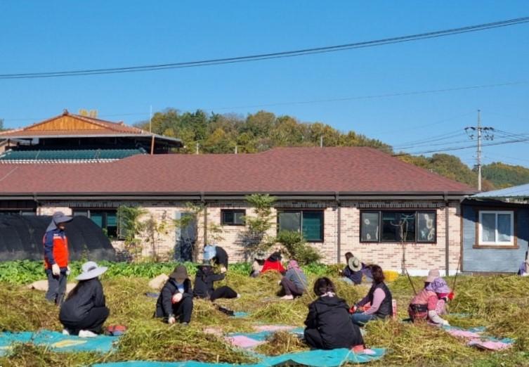 의성군, 치유농업 메밀 수확으로 웃음꽃이 피어나다