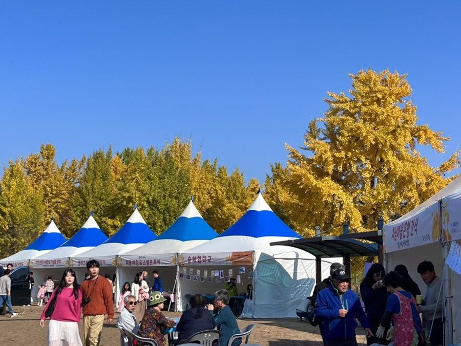 고령 은행나무숲 가을 나들이, 23~24일까지 계속