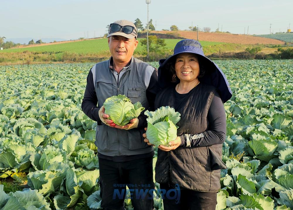 전남도, 11월 친환경농산물에 무안 유기농 양배추 선정