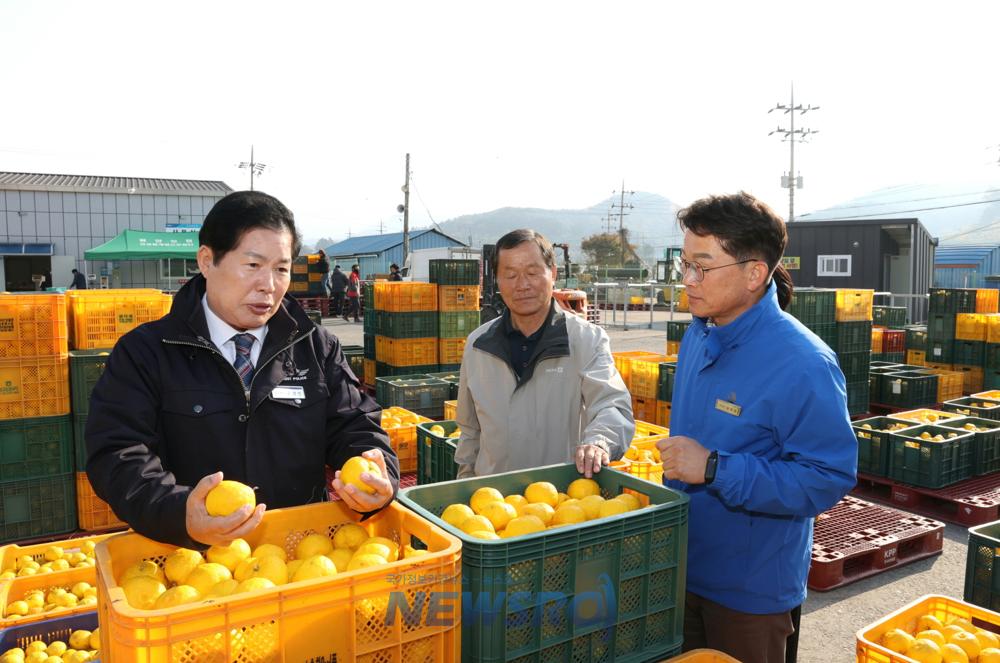 고흥 유자 수매가격 상승, 생산농가 기쁨
