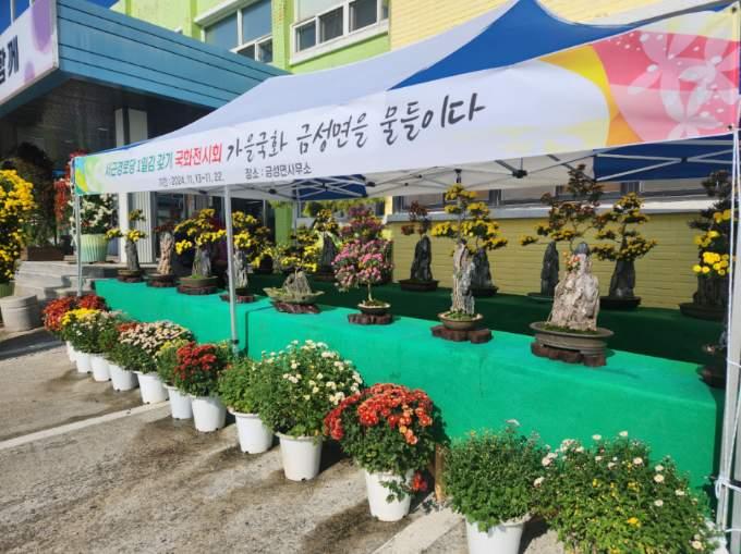 주민들이 꽃 피운 가을 국화, 금성면을 물들이다